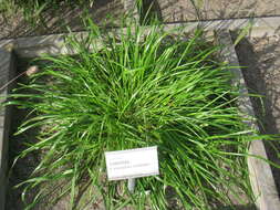 Image of Crested dogstail grass