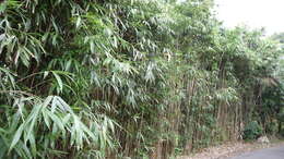 Image of arrow bamboo