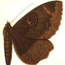 Image of Erebus strigipennis Moore 1883