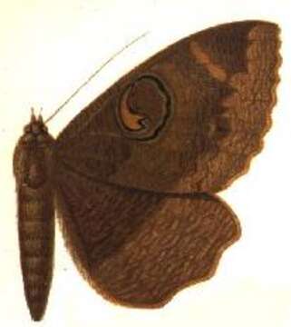 Слика од Erebus strigipennis Moore 1883