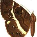 Image of Erebus variegata Butler 1887