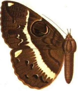 Image of Erebus variegata Butler 1887