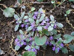 Слика од Ajuga decumbens Thunb.