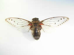 Image of Empress cicada