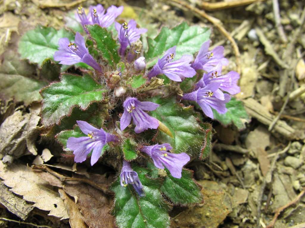 Слика од Ajuga decumbens Thunb.