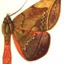 Image of Cyligramma amblyops Mabille 1891