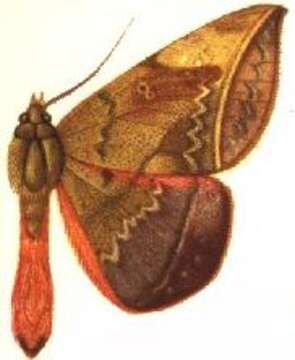 Image of Cyligramma amblyops Mabille 1891