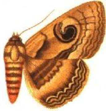 Image of Cyligramma disturbans