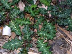 Image of Solanum prinophyllum Dun.