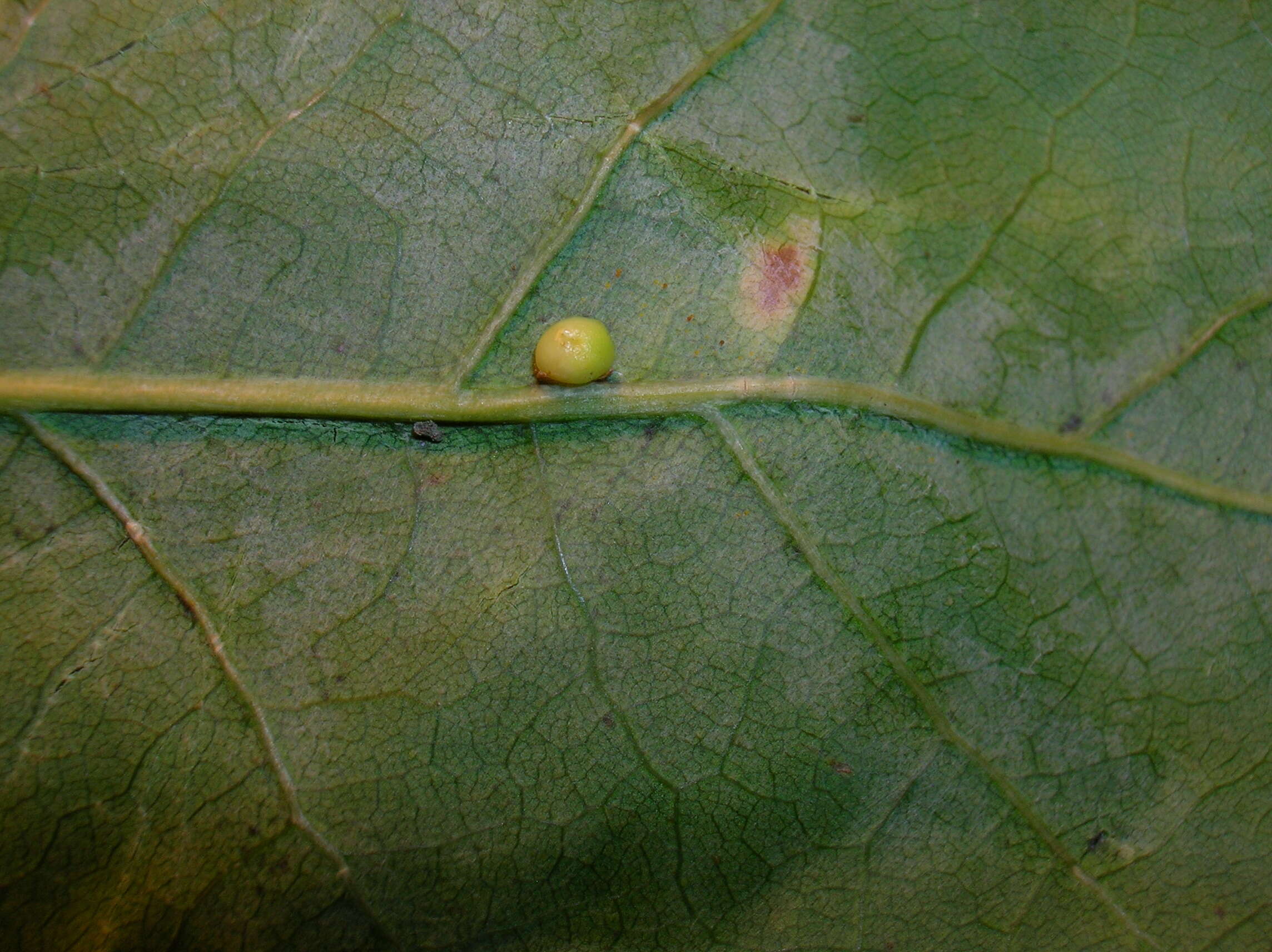 Image of Oyster Gall Wasp