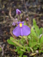 Sivun Utricularia longifolia Gardn. kuva