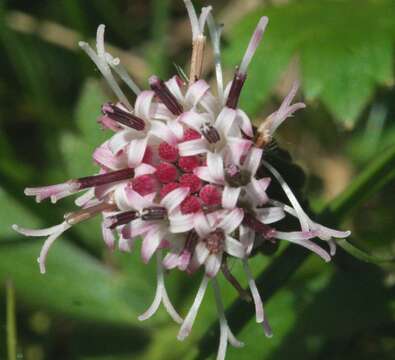 Image of Purple Coltsfoot