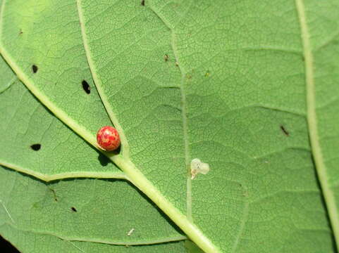 Image of Oyster Gall Wasp