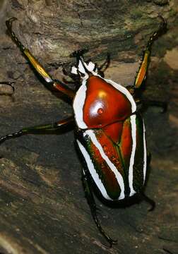 Image of Dicronorhina derbyana