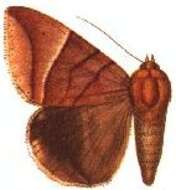 صورة Achaea occidens (Hampson 1913)