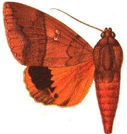 Image of Thyas miniacea Felder 1874