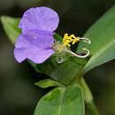 Image of Commelina maculata Edgew.