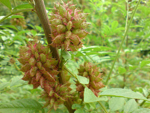 Image of Chinese licorice