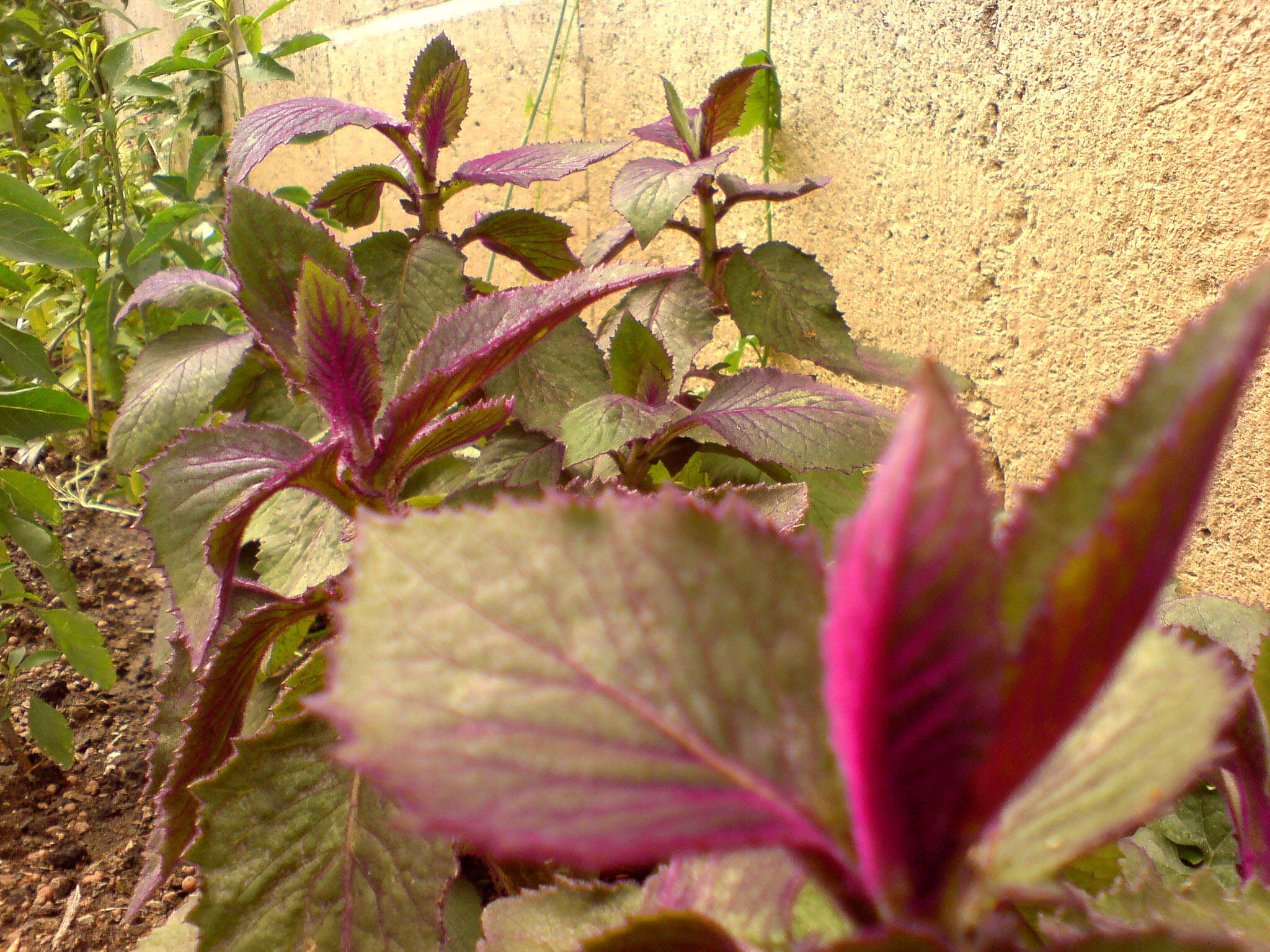 Image of velvetplant