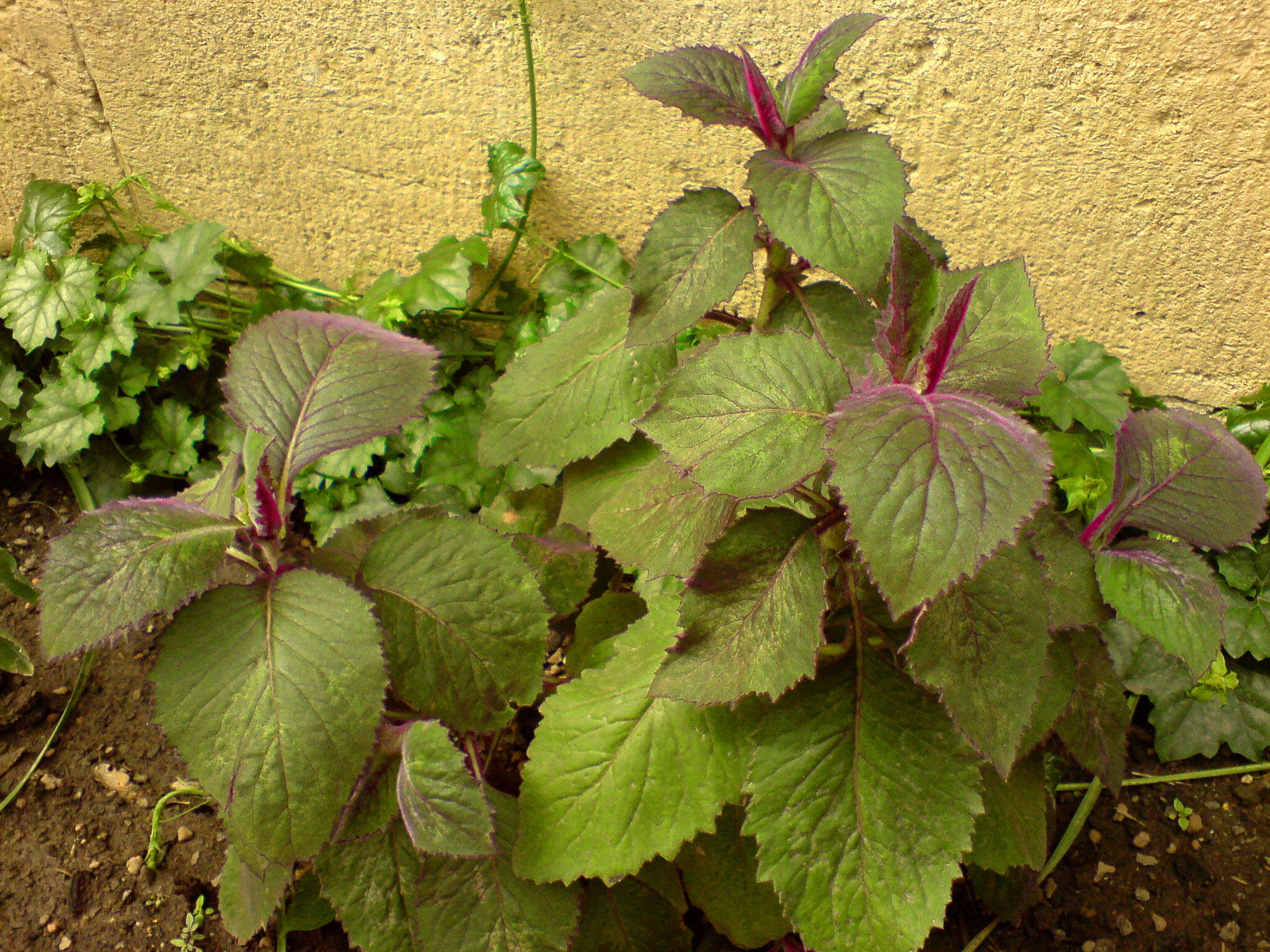 Image of velvetplant