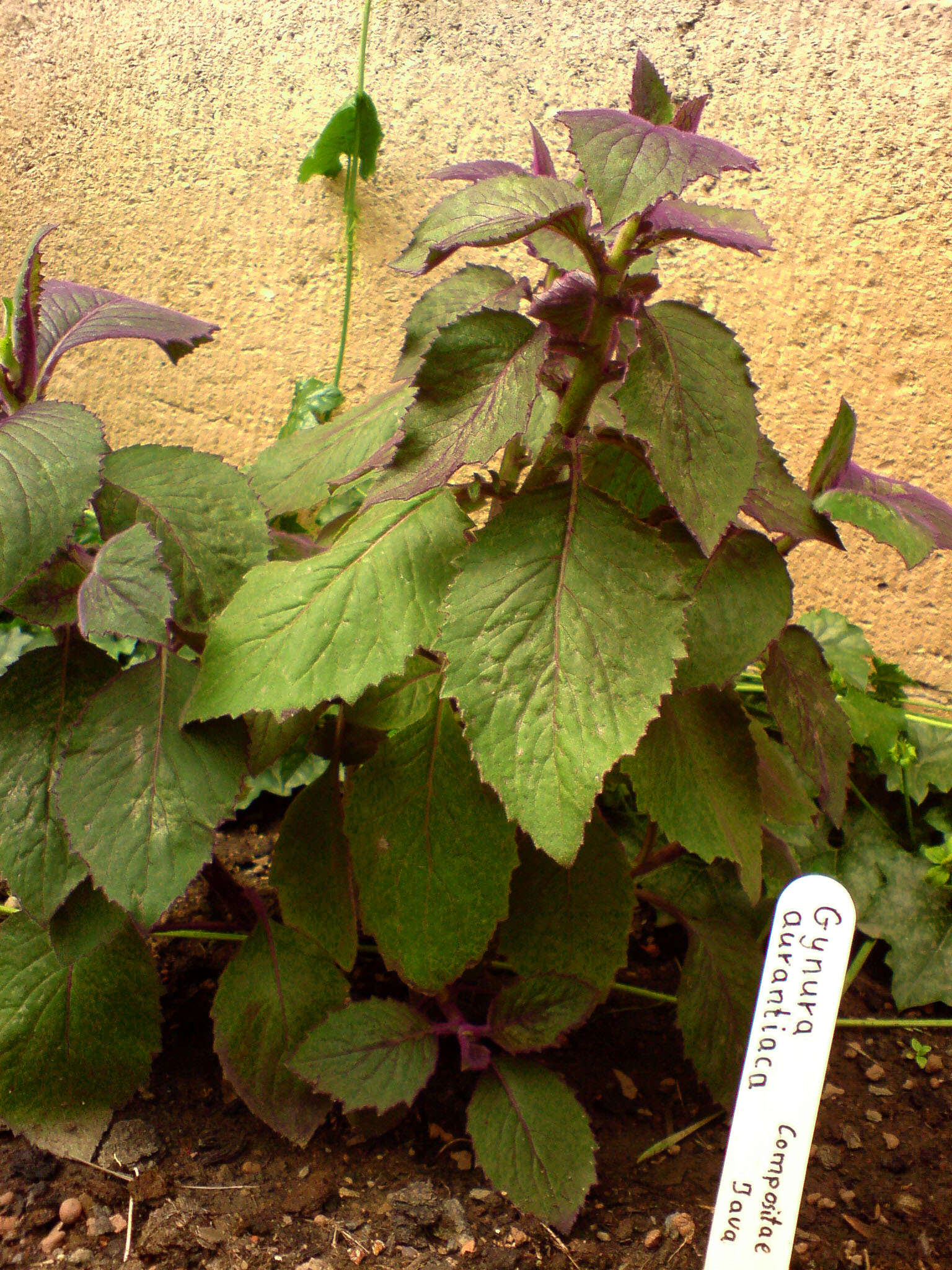 Image of velvetplant