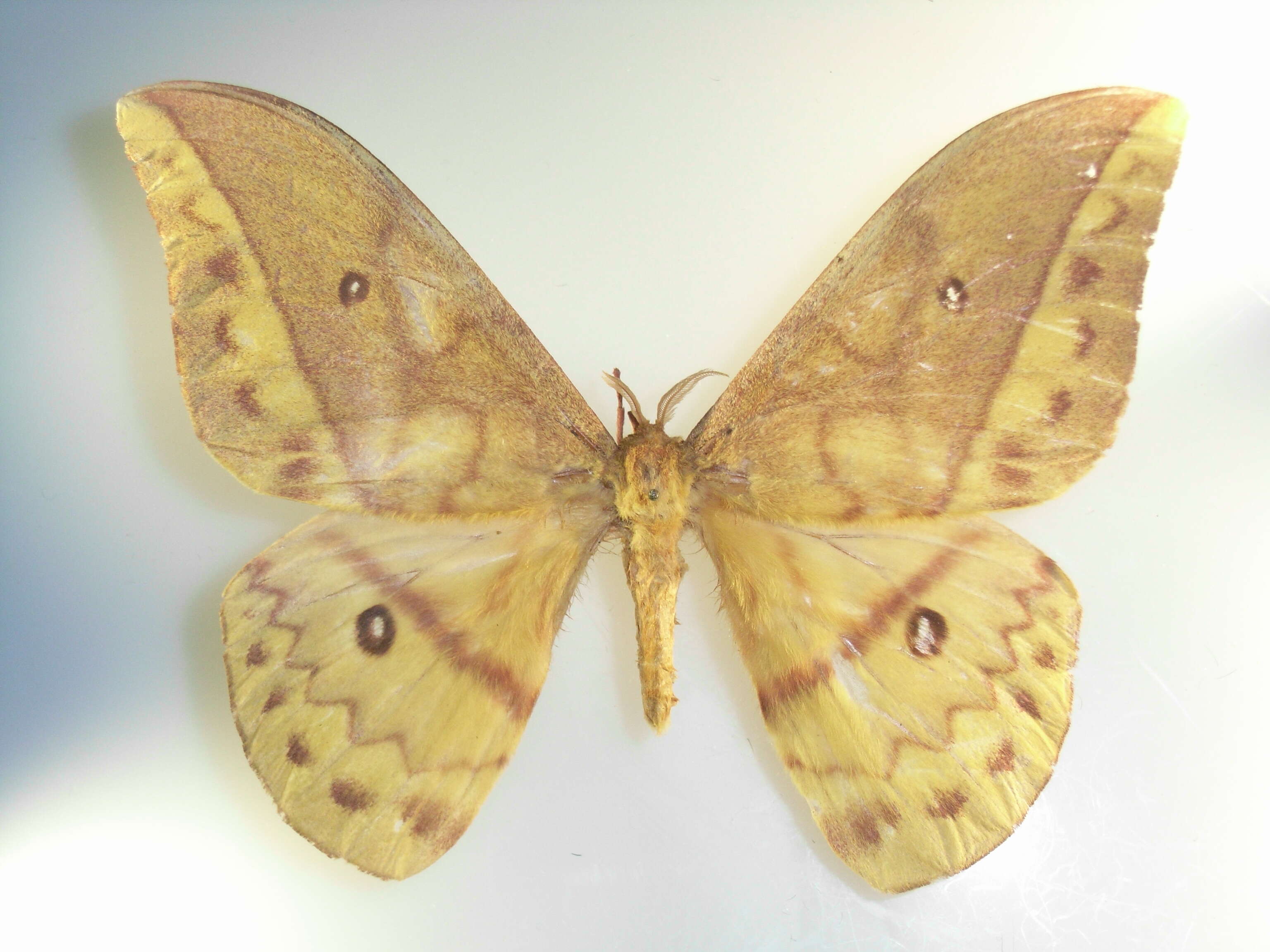 Image of Pseudantheraea Weymer 1892