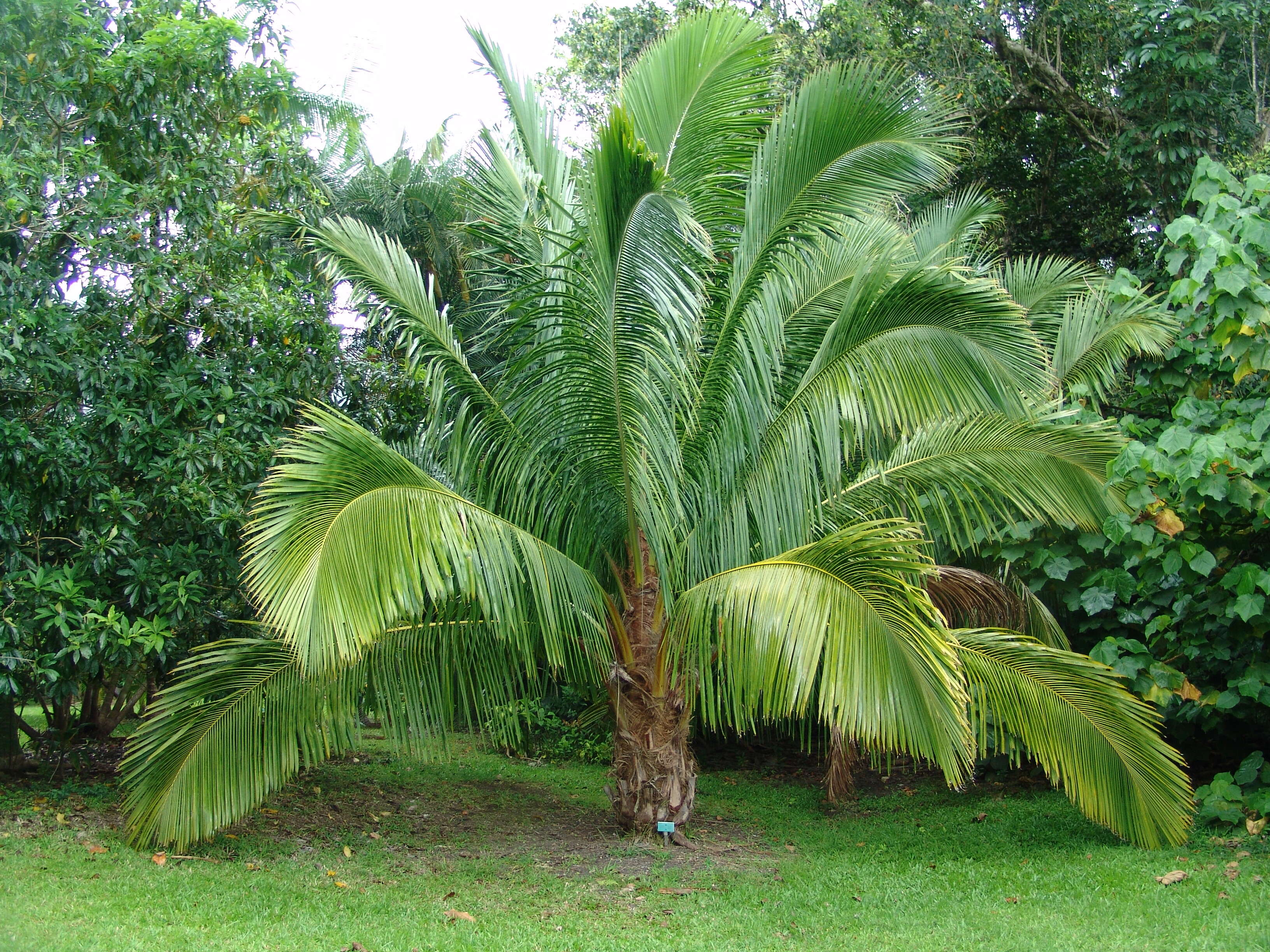 Image of Manarano palm