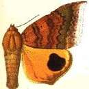 Image of Achaea euryplaga (Hampson 1913)