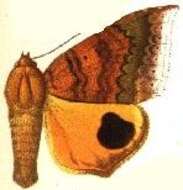 صورة Achaea euryplaga (Hampson 1913)