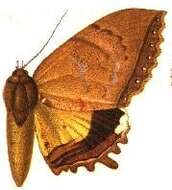 Sivun Pterocyclophora Hampson 1893 kuva