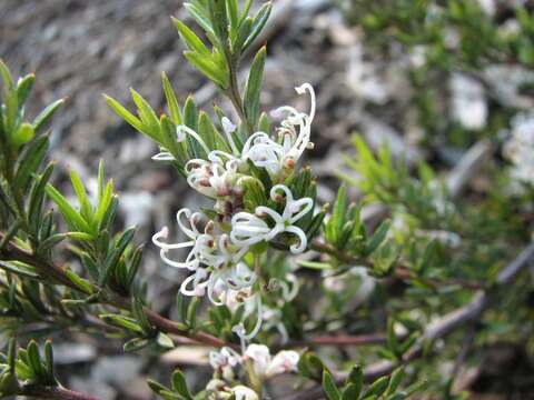 Image of Grevillea alpivaga Gand.