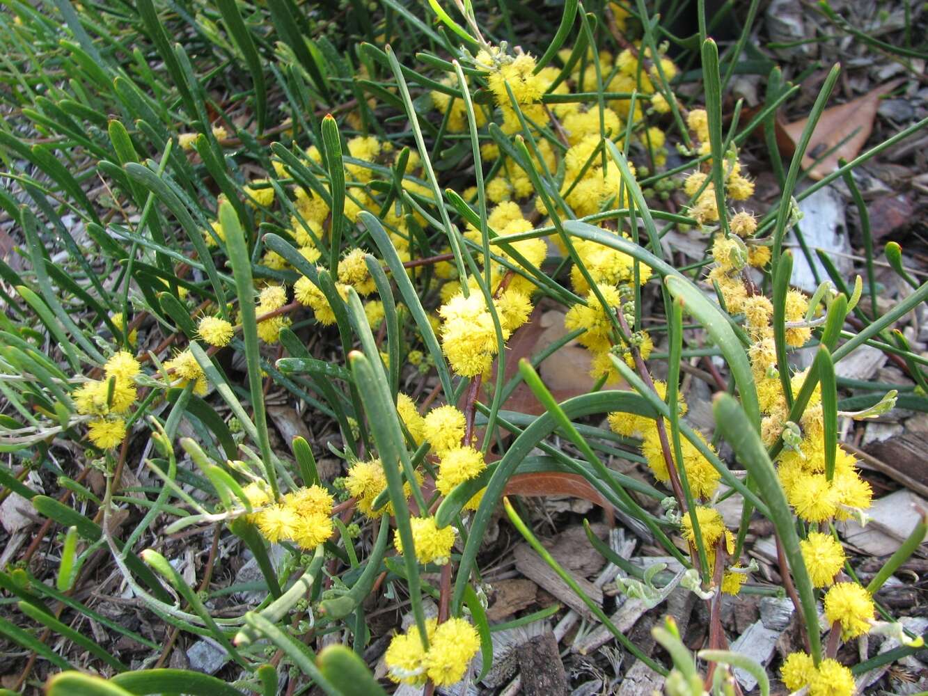 Image of Acacia farinosa Lindl.