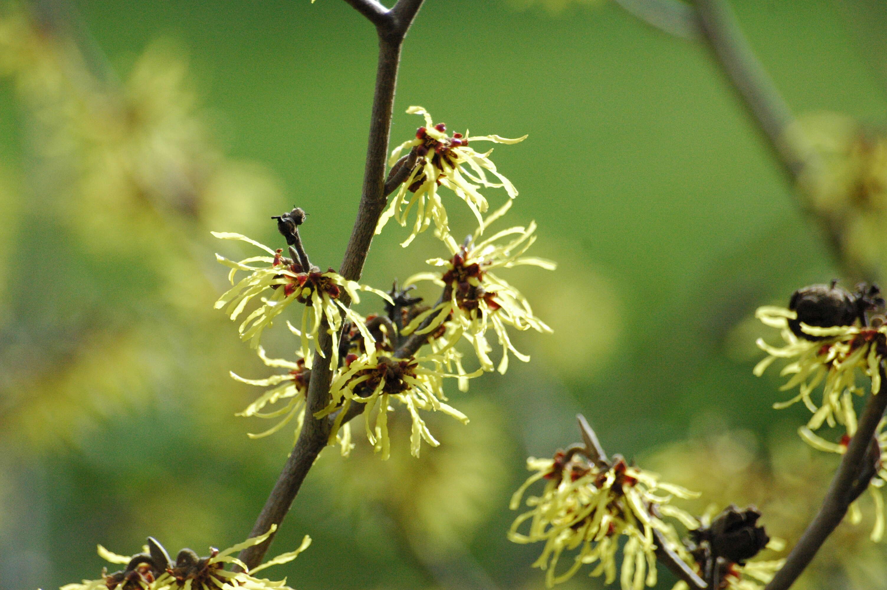 Image of Japanese Witch Hazel