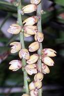 Image of Linospadix monostachyos (Mart.) H. Wendl.