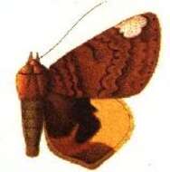 Image of Achaea chrysopera Druce 1912