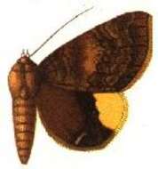 Image of Achaea dejeanii (Boisduval 1833)