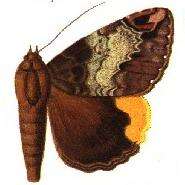 Image of Achaea poliopasta Hampson 1913