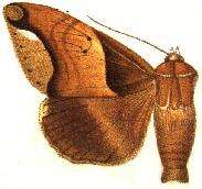 Image of Achaea retrorsa Hampson 1913