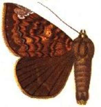 Image of Achaea albifimbria (Walker 1869)