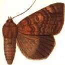 Image of Achaea diplographa Hampson 1913