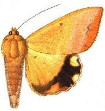 صورة Achaea leucopasa (Walker 1858)