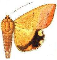Image of Achaea leucopasa (Walker 1858)