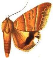 صورة Achaea orthogramma (Mabille 1879)