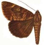 Image of Achaea phaeobasis Hampson 1913