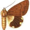 Image of Achaea simplex Walker 1865