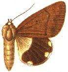 صورة Achaea simplex Walker 1865