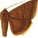 Image of Achaea sordida (Walker 1865)
