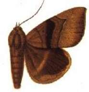 Image of Achaea umbrigera Mabille 1897