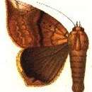 صورة Achaea xanthodera (Holland 1894)