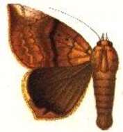 Image of Achaea xanthodera (Holland 1894)